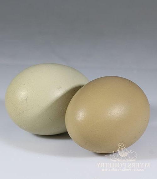 橄榄鸡蛋